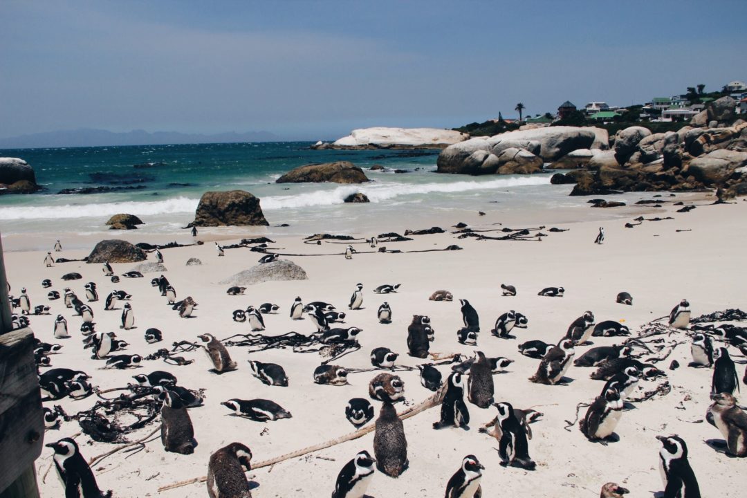 Pinguine Simonstown Boulders Beach Südafrika Süchtig nach Lifestyleblog Linz