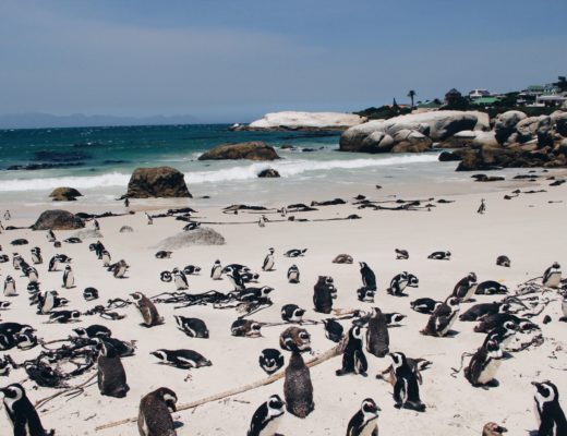 Pinguine Simonstown Boulders Beach Südafrika Süchtig nach Lifestyleblog Linz
