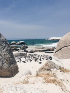 Pinguine Simonstown Boulders Beach Südafrika Süchtig nach Lifestyleblog Linz