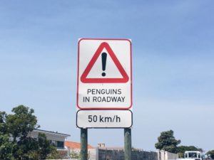 Pinguine Simonstown Boulders Beach Südafrika Süchtig nach Lifestyleblog Linz