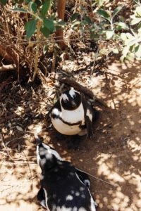 Pinguine Simonstown Boulders Beach Südafrika Süchtig nach Lifestyleblog Linz