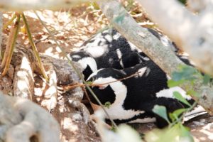 Pinguine Simonstown Boulders Beach Südafrika Süchtig nach Lifestyleblog Linz