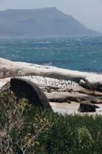 Pinguine Simonstown Boulders Beach Südafrika Süchtig nach Lifestyleblog Linz