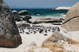 Pinguine Simonstown Boulders Beach Südafrika Süchtig nach Lifestyleblog Linz