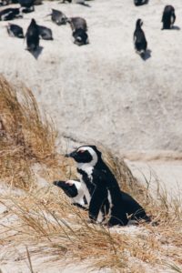 Pinguine Simonstown Boulders Beach Südafrika Süchtig nach Lifestyleblog Linz