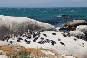 Pinguine Simonstown Boulders Beach Südafrika Süchtig nach Lifestyleblog Linz