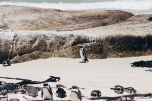 Pinguine Simonstown Boulders Beach Südafrika Süchtig nach Lifestyleblog Linz