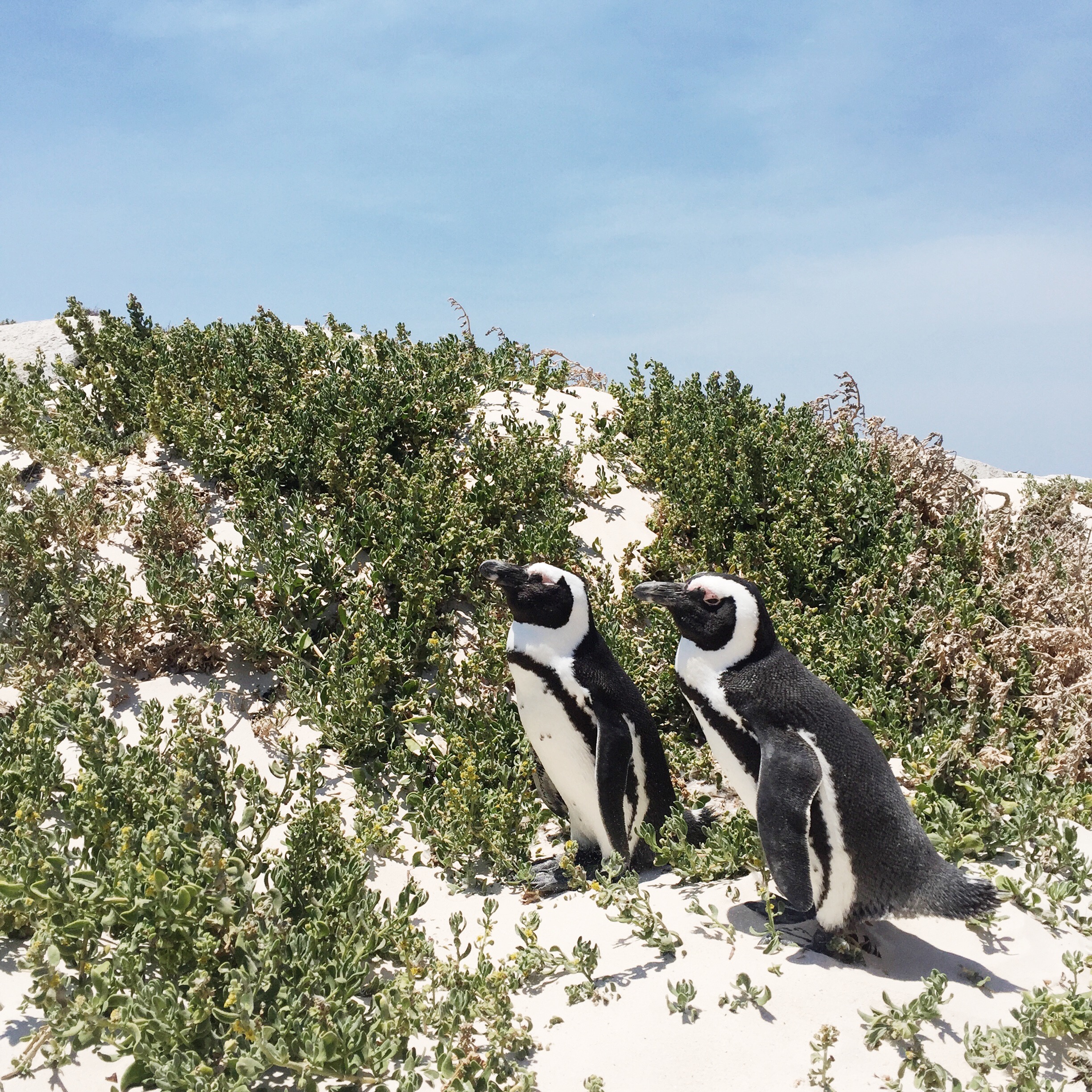Pinguine Simonstown Boulders Beach Südafrika Süchtig nach Lifestyleblog Linz