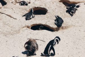 Pinguine Simonstown Boulders Beach Südafrika Süchtig nach Lifestyleblog Linz