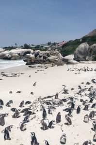 Pinguine Simonstown Boulders Beach Südafrika Süchtig nach Lifestyleblog Linz